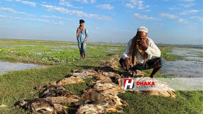 বিষ মেশানো ধান খেয়ে এক খামারির ৩৩৫ হাঁসের মৃত্যু, পথে বসার শঙ্কায় চেরাগ আলী
